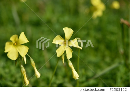 Oxalis (Oxalis) flower 72503122