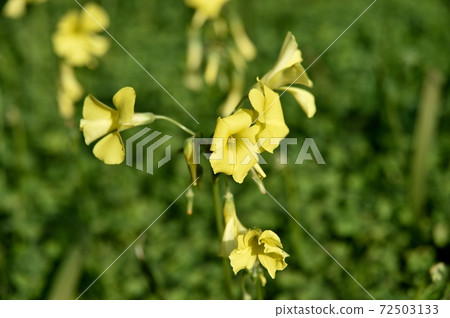 Okikatabami(大黃醋)之花 Okikatabami(大黃醋)之花 72503133