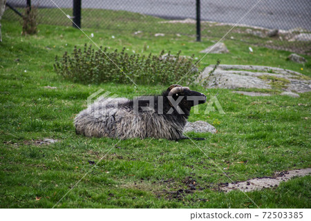 斯堪的納維亞山羊 72503385