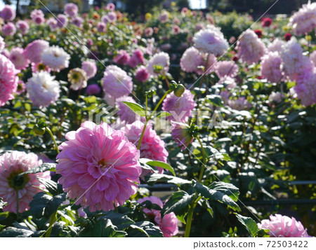 Machida dahliaen Machida dahliaen 72503422