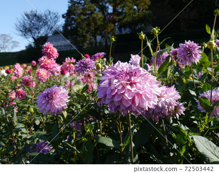 Machida dahliaen Machida dahliaen 72503442