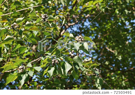 White fruit of Chinese tallow 72503491