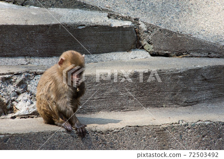 Child monkey on the stairs 72503492