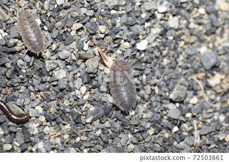 母豬的bug 母豬的bug 72503661