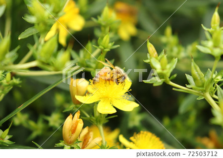 Bees pollinating yellow flowers Bees pollinating yellow flowers 72503712