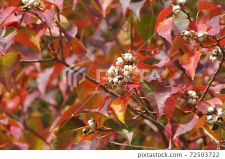 Chinese tallow tree with beautiful autumn leaves and white fruits Chinese tallow tree with beautiful autumn leaves and white fruits 72503722