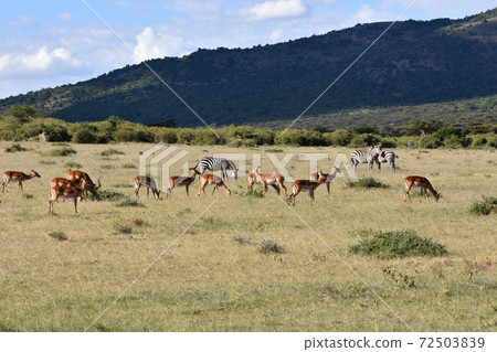 View of Masai Mara (Maasai Mara National Reserve, Kenya) 72503839
