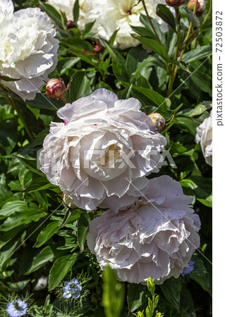 Paeonia officinalis known as European common peony or garden paeony in British park - London, UK 72503872