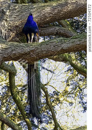 Peacock - male Indian or green peafowl on the tree 72504572