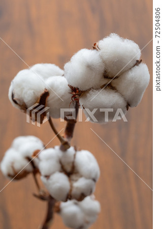 cotton 72504806