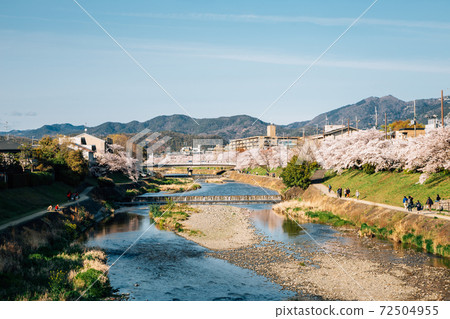 Takano river with cherry blossoms at spring in Kyoto, Japan Takano river with cherry blossoms at spring in Kyoto, Japan 72504955