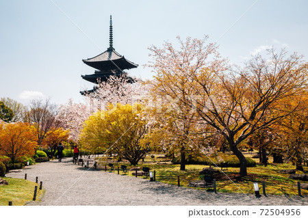 Toji temple with cherry blossoms at spring in Kyoto, Japan Toji temple with cherry blossoms at spring in Kyoto, Japan 72504956