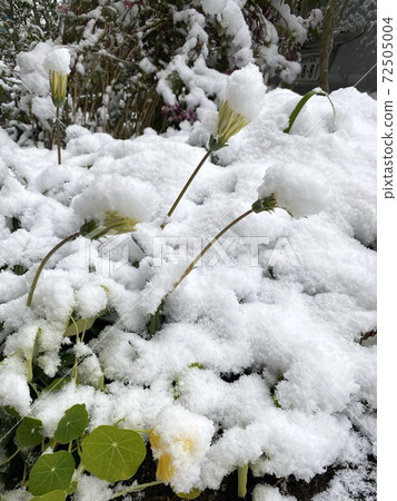 在黃色的花朵上的雪 在黃色的花朵上的雪 72505004