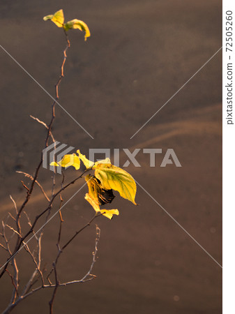 Dead leaves Dead leaves 72505260