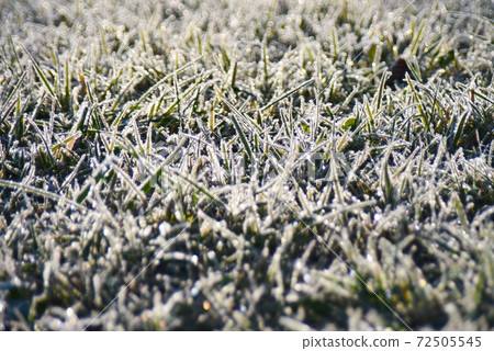 Lawn frost shining in the morning sun Lawn frost shining in the morning sun 72505545