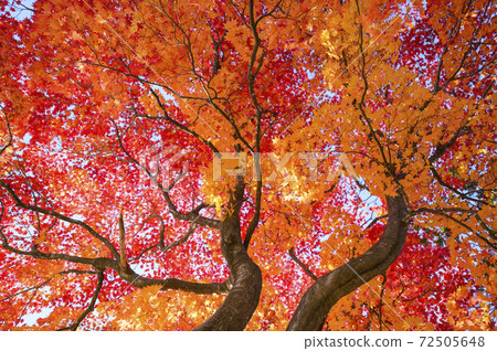 Looking up at the autumn leaves of a big tree 72505648