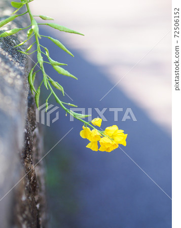 一朵油菜花盛開在路邊 72506152