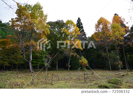 秋季山形有田紀念館#4 秋季山形有田紀念館#4 72506332