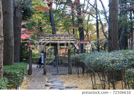 大田黑公園盛開的紅葉 72506638
