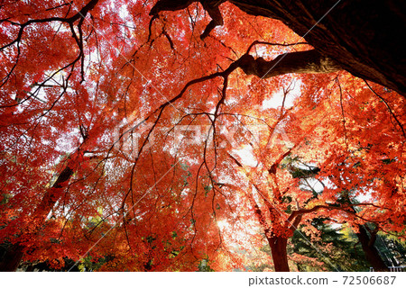 東京代代木公園秋葉 東京代代木公園秋葉 72506687