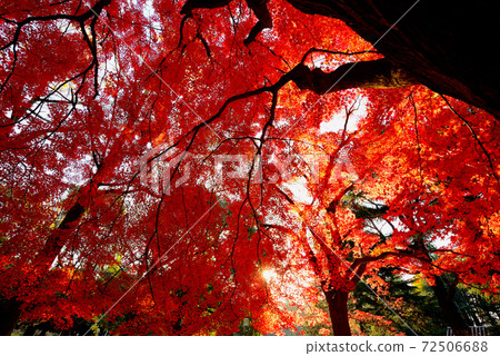 東京代代木公園秋葉 東京代代木公園秋葉 72506688