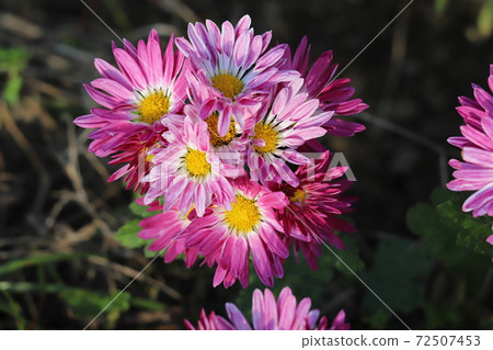在秋天的花床上盛開的小菊花的粉紅色花朵 72507453