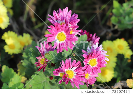 在秋天的花床上盛開的小菊花的粉紅色花朵 72507454