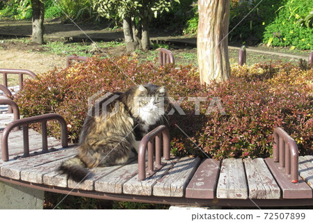 Stray cat with sick eyes Stray cat with sick eyes 72507899