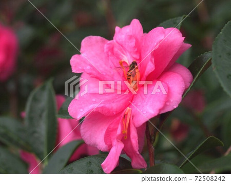Marmalade hoverfly perched in pink Sasanqua after the rain Marmalade hoverfly perched in pink Sasanqua after the rain 72508242