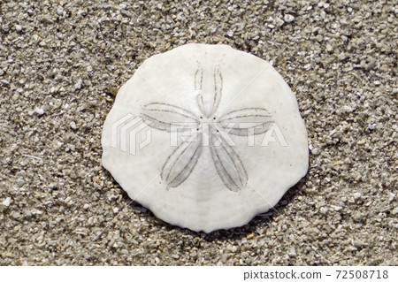 章魚枕(貝殼) 章魚枕(貝殼) 72508718