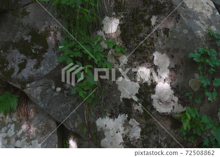 Plants and rocks [Sekikawa Village, Niigata Prefecture] 72508862