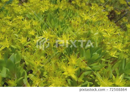 Sedum mexicanum (Mexico perennial) Sedum mexicanum (Mexico perennial) 72508864