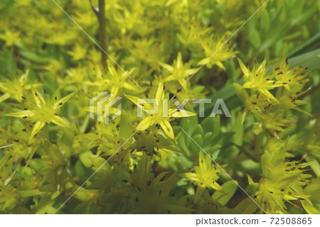 墨西哥Mannengsa（墨西哥多年生植物） 72508865