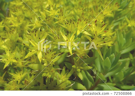 墨西哥Mannengsa（墨西哥多年生植物） 72508866