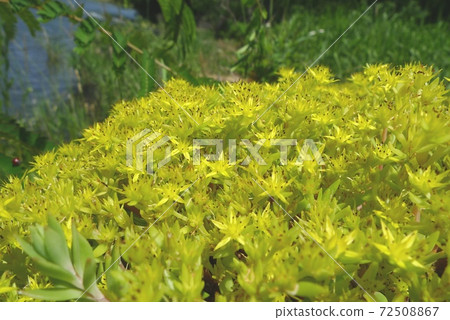 墨西哥Mannengsa（墨西哥多年生植物） 72508867