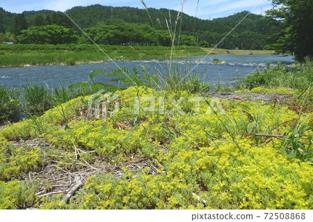 墨西哥Mannengsa（墨西哥多年生植物） 72508868