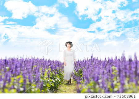 Lavender field on a hill overlooking Lake Biwa, Shiga Prefecture 72508961
