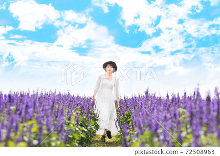 Lavender field on a hill overlooking Lake Biwa, Shiga Prefecture 72508963