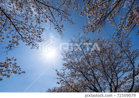 Cherry blossoms in full bloom and the shining sun Cherry blossoms in full bloom and the shining sun 72509079