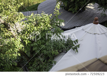 Green tree outdoors relax field in summer Green tree outdoors relax field in summer 72509223