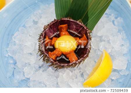 Sea urchin in a ceramic bowl with ice on. Sea urchin dish. Sea urchin in a ceramic bowl with ice on. Sea urchin dish. 72509439