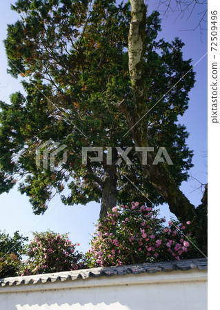 石小路地區,開滿山茶花的白牆房屋 石小路地區,開滿山茶花的白牆房屋 72509496