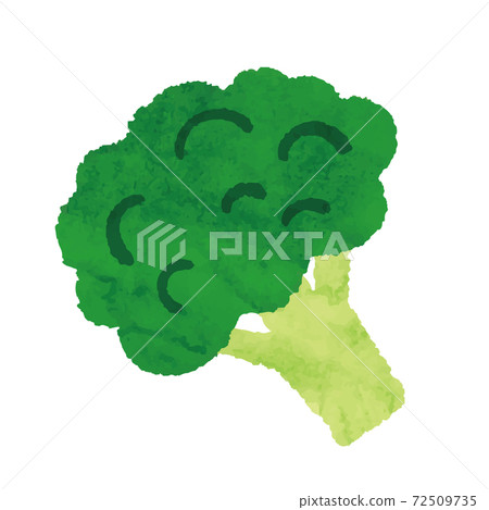 Watercolor style broccoli illustration material Watercolor style broccoli illustration material 72509735