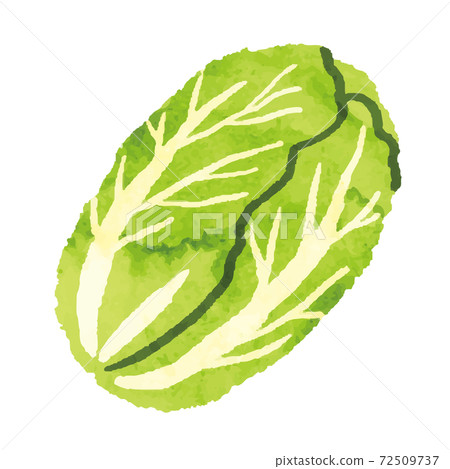 Watercolor style Chinese cabbage illustration material Watercolor style Chinese cabbage illustration material 72509737