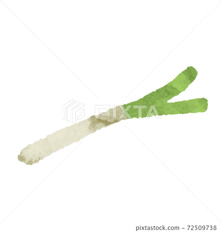 Watercolor style green onion illustration material 72509738