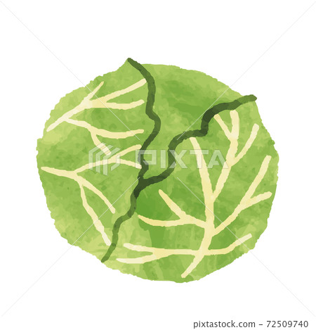 Illustration material of watercolor-style cabbage Illustration material of watercolor-style cabbage 72509740