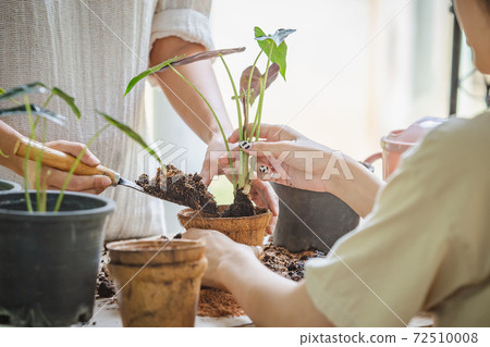 Two asian women transplanted plants into pot of coconut fibers. Hobbies and leisure, home gardening, Cultivation and caring for indoor potted plants. Ecological biodegradable material concept. 72510008