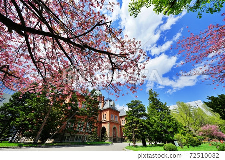 前北海道政府辦公室的櫻花 前北海道政府辦公室的櫻花 72510082