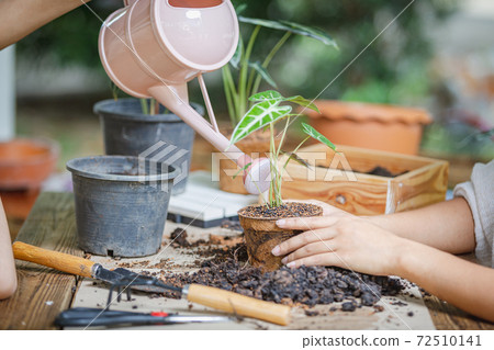 Two asian women transplanted plants into pot of coconut fibers. Hobbies and leisure, home gardening, Cultivation and caring for indoor potted plants. Ecological biodegradable material concept. 72510141