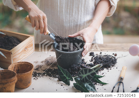 Woman preparing to replant plants by use a shovel to scoop the soil into the pot. Indoor gardening hobbies and jobs indoor plants at home. Woman preparing to replant plants by use a shovel to scoop the soil into the pot. Indoor gardening hobbies and jobs indoor plants at home. 72510143